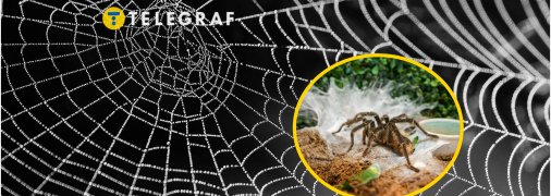 Небезпечні павуки не пристосовані до природних умов в Україні