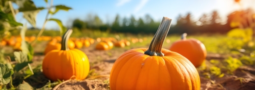 Дачний сезон у самому розпалі