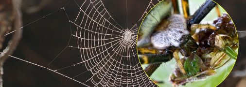 Аргиопа Брюнниха