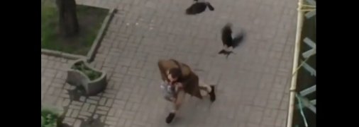 В Киеве вороны атаковали прохожего: эпичное видео