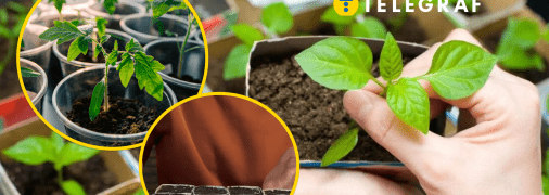 "Горшки" для рассады можно сделать из подручных средств