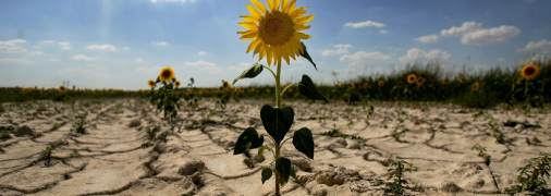 На Україну в липні очікує брак опадів