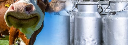 "Молочна галузь займається "канібалізмом". Виробники молока скаржаться на загрозу продбезпеки країни