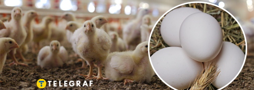 Заражені пташиним грипом яйця в Україні