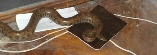 Харьковчанка нашла у себя под кроватью "гостя" из далеких южных стран (фото)