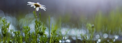 Кому – дощ, кому - сніг, а кому – потепління: синоптики розповіли про погоду на вихідних (відео)