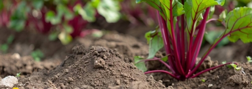 Есть некоторые секреты, которые помогут увеличить урожай свеклы (изображение создано с помощью ИИ)