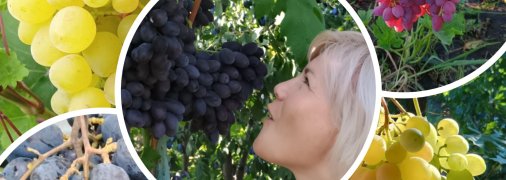 ТОП-5 сортов винограда украинской селекции