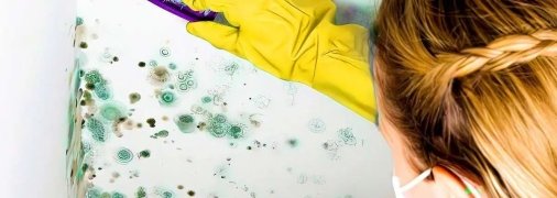 Часто плесень располагается во влажных помещениях