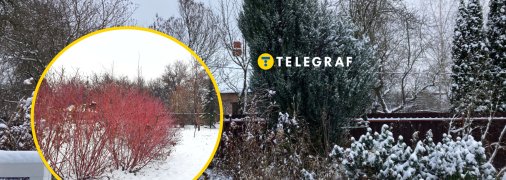 Рослина кизил серед снігу