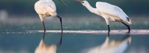 Косари – единственный вид ибисовых в Украине, гнездится на Сиваше