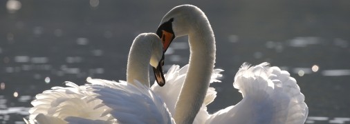 Самые преданные знаки Зодиака