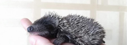 Їжаченя Запорожка заснуло на долоні журналістки "Телеграфу" - до "підліткового" віку всі їжачки дуже милі