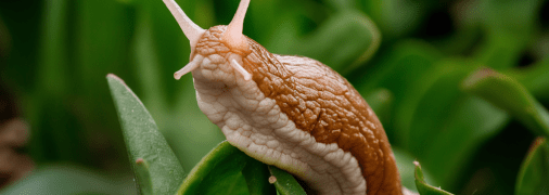 Улитки могут уничтожить весь урожай (изображение создано с помощью ИИ)