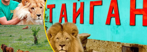 Екологи звинувачують керівництво "Тайгана" у знущанні над тваринами