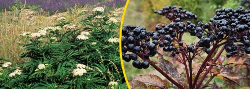 Ягоди красиві та привабливі, але їх краще не їсти