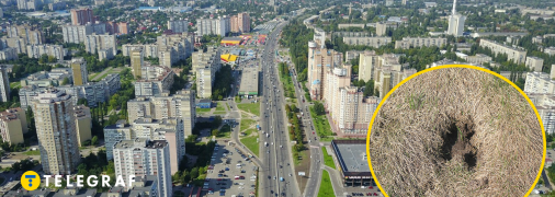 Рогатый мог потерять ориентацию