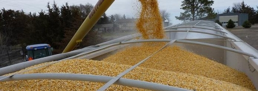 Українське зерно