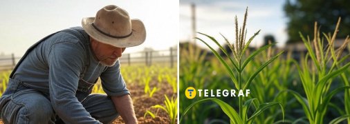 Є одне важливе правило при посадці кукурудзи