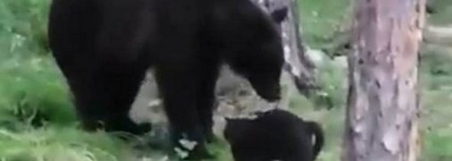 "Вася, нам не треба стільки м'яса": в мережу потрапило веселе відео, як кіт захистив господарів від ведмедя