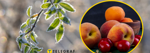 Какие фрукты и ягоды пострадали от заморозков