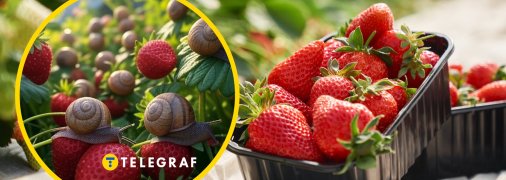 Простий лайфхак, як врятувати полуницю від слимаків