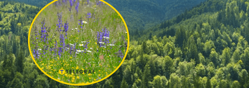 Рідкісні квіти