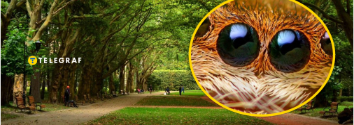 Паук замечен в Стрыйском парке