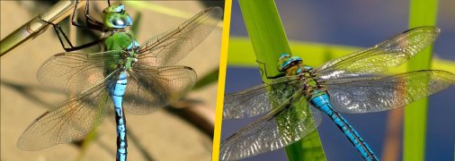 Бабка дозорець