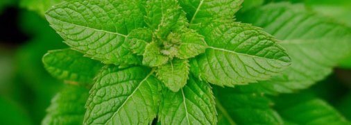 Мяту нужно собирать в определенное время (изображение создано с помощью ИИ)