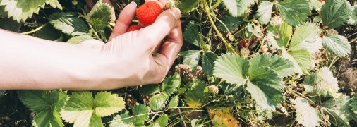 Полуниця може бути схильна до різних захворювань