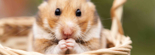 Як допомогти пухнастику пережити пекло