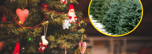 В Киеве работают елочные базары