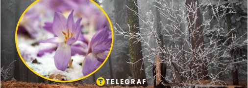 Рослина пізньоцвіт