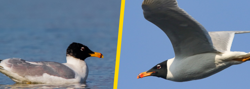 Мартин каспійський