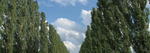 Тополі вздовж дороги