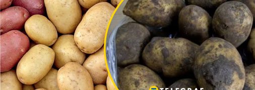 У мытого картофеля короткий срок хранения