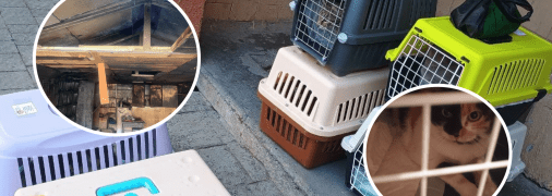 Коты сгорели в гараже Львова