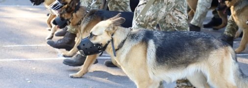 У параді на День незалежності України візьмуть участь чотирилапі бійці (фото)