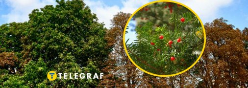 Тис ягодный