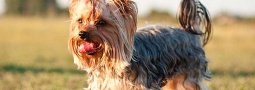 Маленький йорки спас 10-летнюю хозяйку от нападения койота: трогательное видео