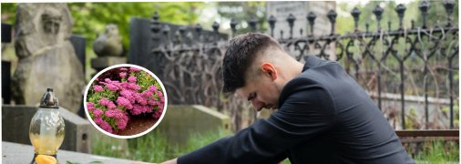 Какие растения посадить на кладбище