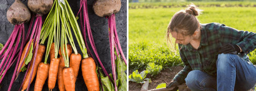 Моркву потрібно садити поруч із деякими овочами, які стануть їй гарними сусідами