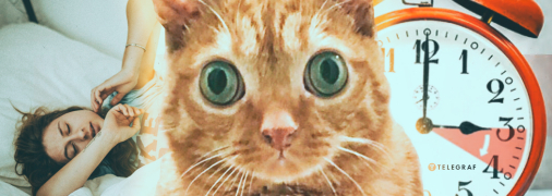 Многие украинцы сегодня, как этот рыжий кот, — удивлены переводом часов