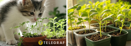 Регулярно поливайте розсаду та бережіть її від котиків