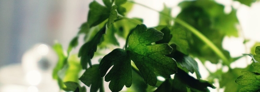 Економний спосіб готувати вітамінні салати у "несезон"