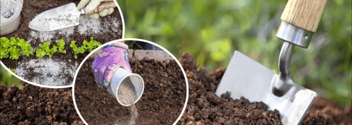 Чим удобрювати город восени