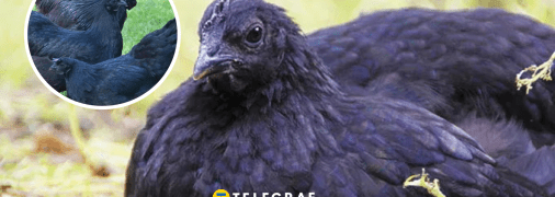 Родиной кур Аям Чемани является Индонезия