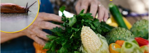 Слимаки шкодять якості овочів