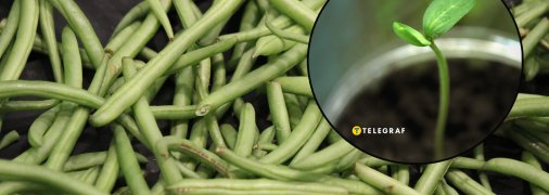 Базилік захистить інші рослини від шкідників